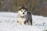 ALASKAN MALAMUTE 247
